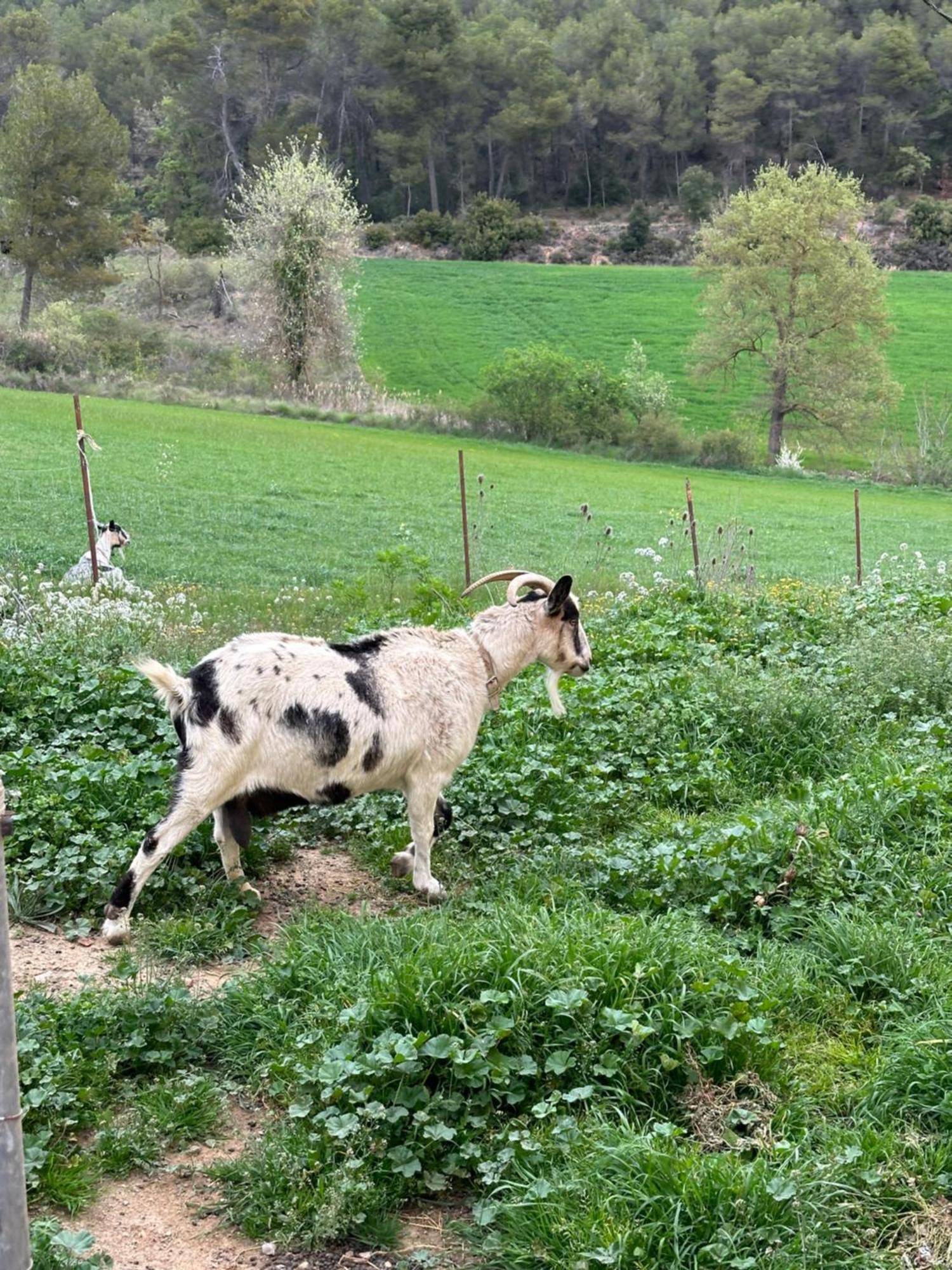 Ca L'Oreneta El Pla de Manlleu Экстерьер фото